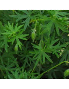 Geranium vivace sanguin Max Frei 2