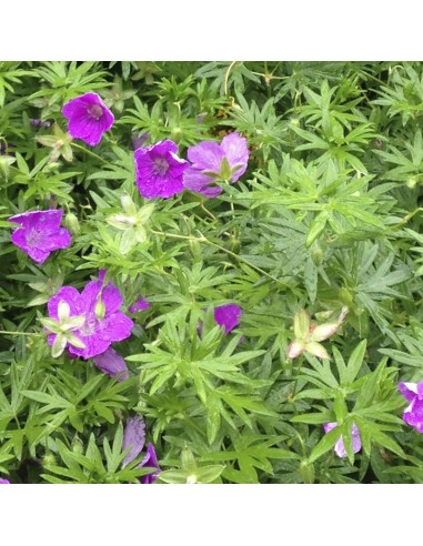 Geranium vivace sanguin Max Frei