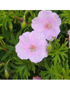 Geranium vivace sanguin Striatum