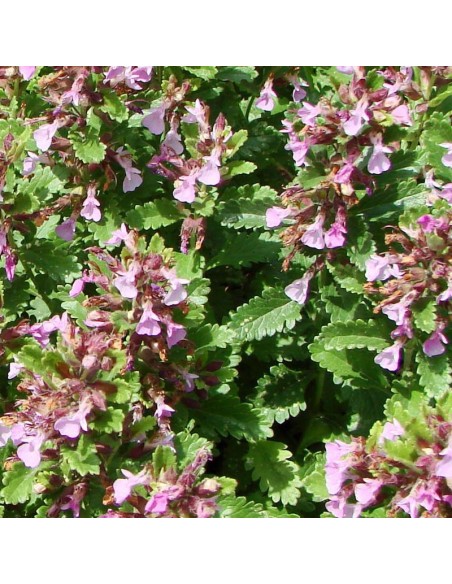 Germandrée petit chêne