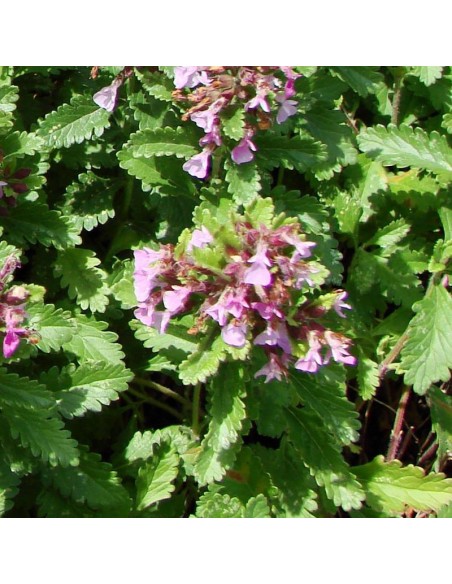 Germandrée petit chêne