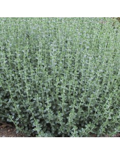 Germandrée x lucidrys 2