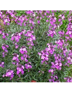 Giroflée Bowles mauve 2