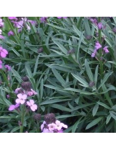 Giroflée Bowles mauve