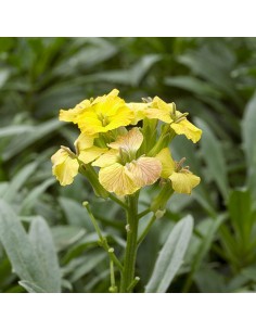 Giroflée Jubilee gold