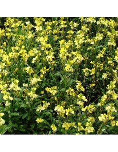 Giroflée Jubilee gold 2