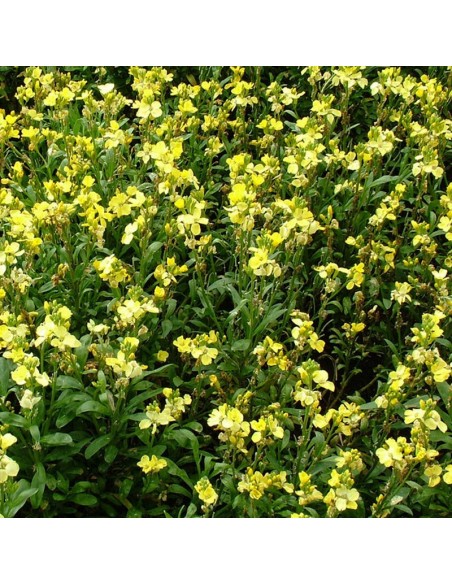 Giroflée Jubilee gold