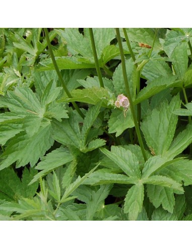 Grande astrance "Alba"