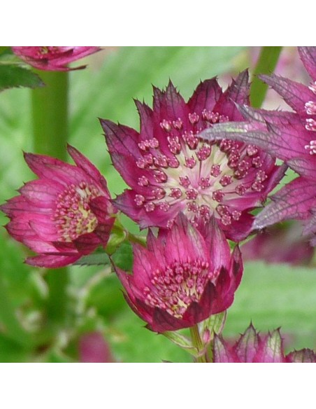 Grande astrance Ruby Wedding Grande astrance Ruby Wedding