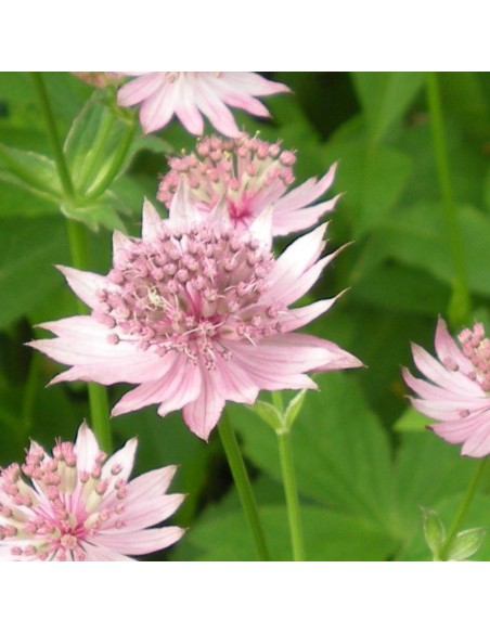 Grande astrance Roma