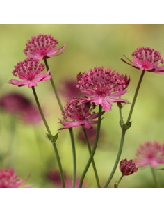 Grande astrance Rubra