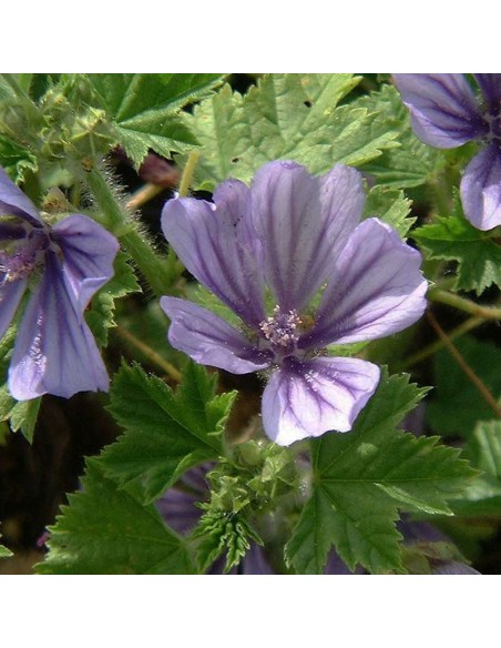 Mauve sylvestre Primley blue