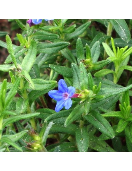 Grémil Heavenly blue