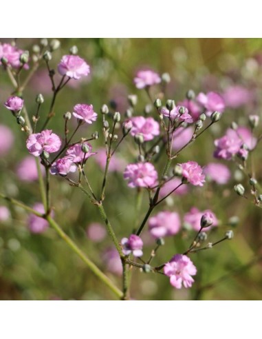 Gypsophile paniculé Flamingo