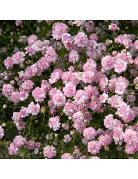 Gypsophile paniculé Flamingo Gypsophile paniculé Flamingo