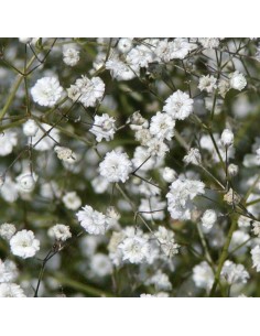 Gypsophile paniculé Bristol fairy