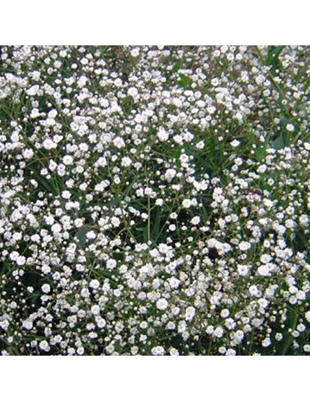 Gypsophile paniculé Schneeflocke