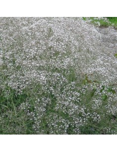 Gypsophile paniculé Schneeflocke 2