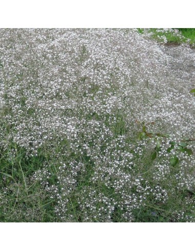 Gypsophile paniculé Schneeflocke
