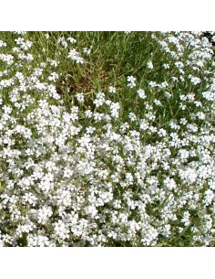 Gypsophile rampant Alba 2