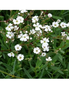 Gypsophile rampant Alba