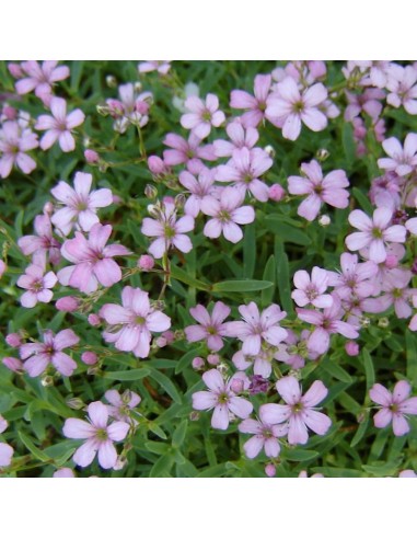 Gypsophile rampant Rosea