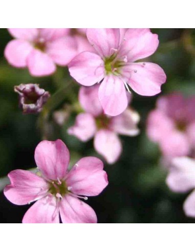 Gypsophile rampant Rosea