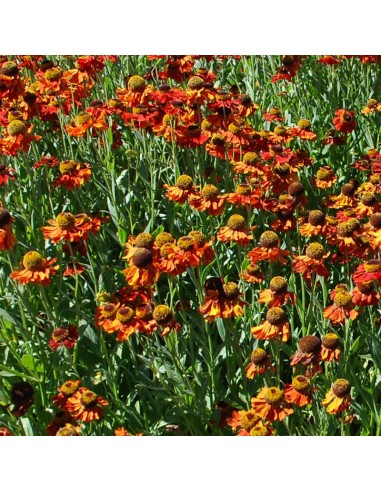 Hélénie "Moerheim beauty"