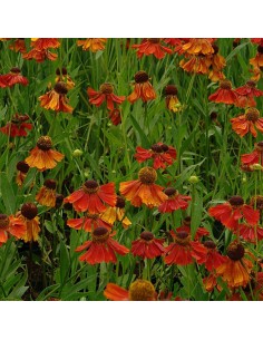 Hélénie Moerheim beauty