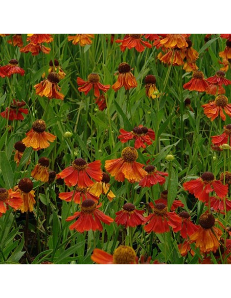 Hélénie Moerheim beauty