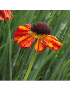 Hélénie hybride Kupferzwerg