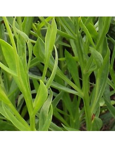 Hélénie hybride Kupferzwerg 2