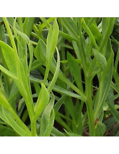 Hélénie hybride Kupferzwerg