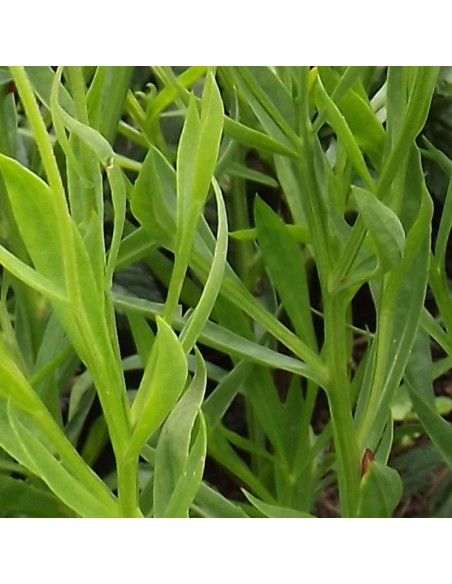 Hélénie hybride Kupferzwerg