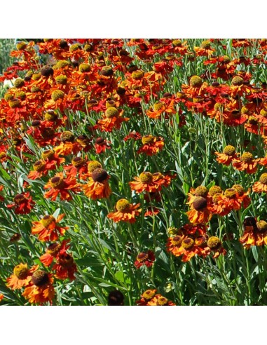 Hélénie hybride Mardi Gras