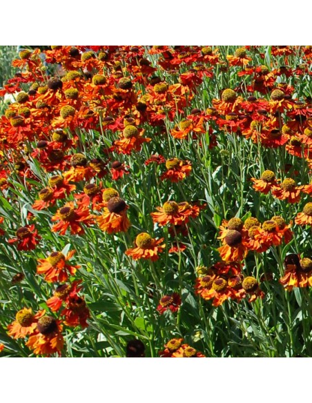 Hélénie hybride Mardi Gras