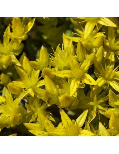 Orpin âcre - Poivre des murailles