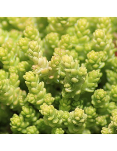 Orpin âcre - Poivre des murailles