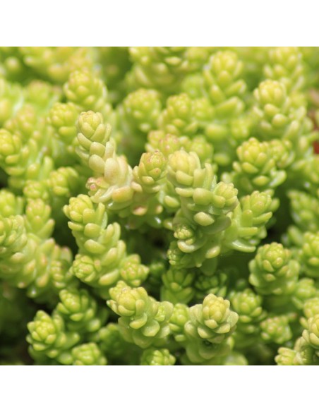 Orpin âcre - Poivre des murailles