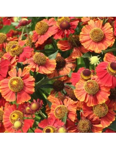 Hélénie hybride Red Jewel 2