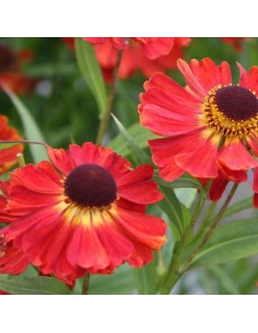 Hélénie hybride Red Jewel