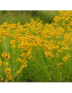 Hélénie d'automne pumilum magnificum 2