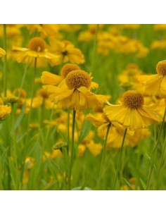 Hélénie d'automne pumilum magnificum