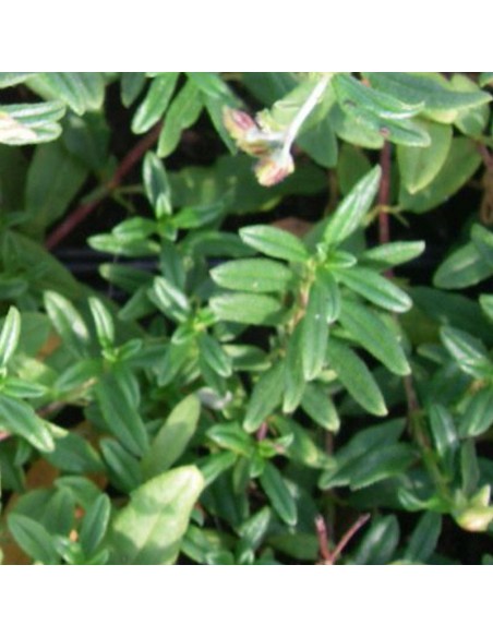 Heliantème "Amabile plenum"