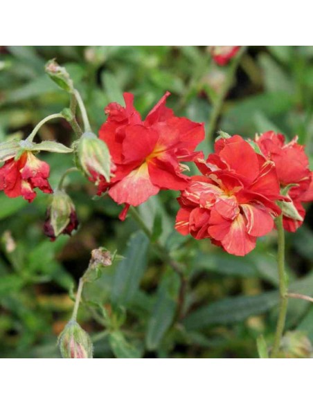 Heliantème "Amabile plenum"