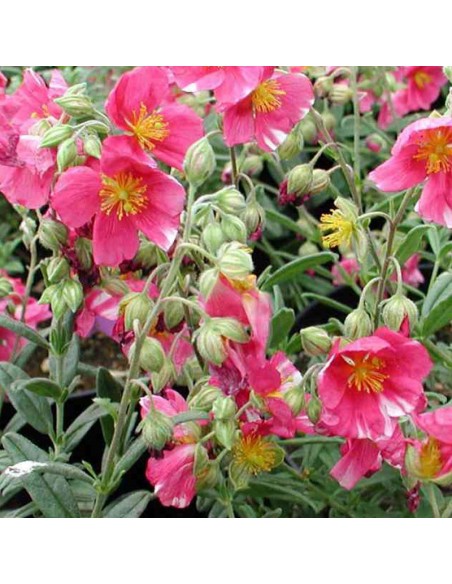 Heliantème Raspberry ripple