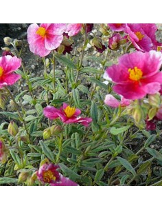 Heliantème Raspberry ripple 2