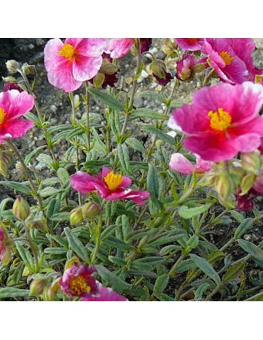 Heliantème Raspberry ripple