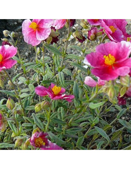 Heliantème Raspberry ripple