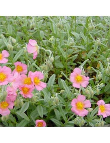 Heliantème Rhodante carneum